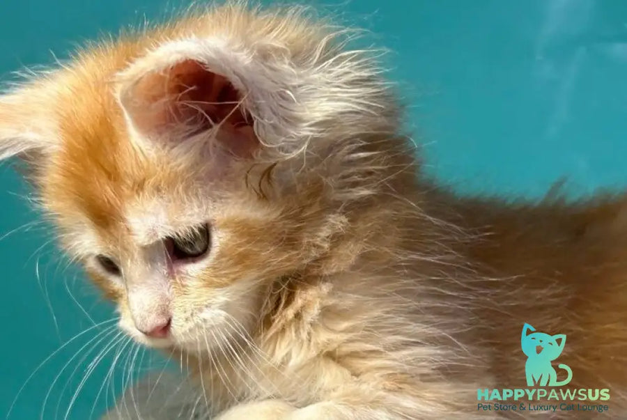 Amir Maine Coon polydactyl male red tabby with white - live animals