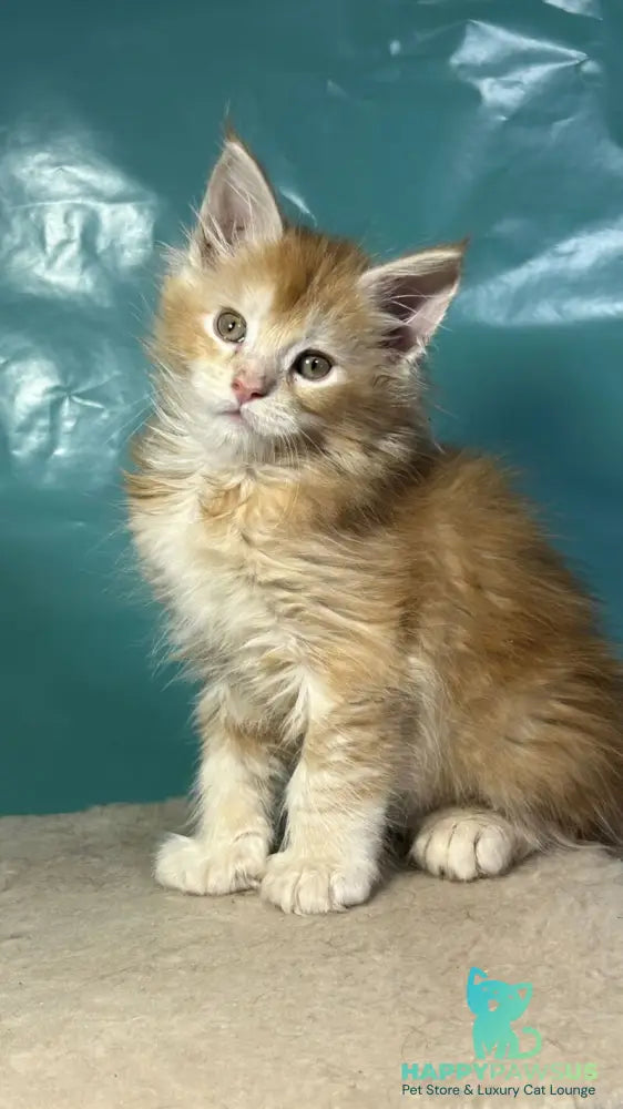 Amir Maine Coon polydactyl male red tabby with white - live animals