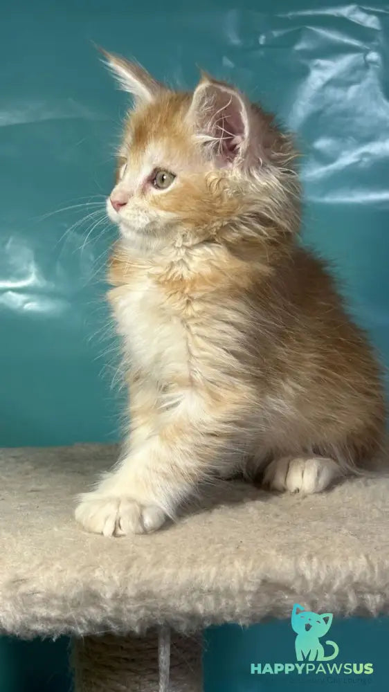 Amir Maine Coon polydactyl male red tabby with white - live animals