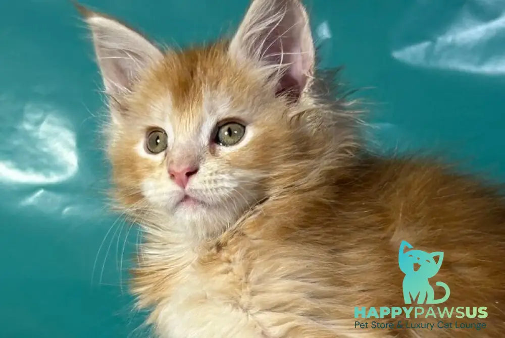 Amir Maine Coon polydactyl male red tabby with white - live animals