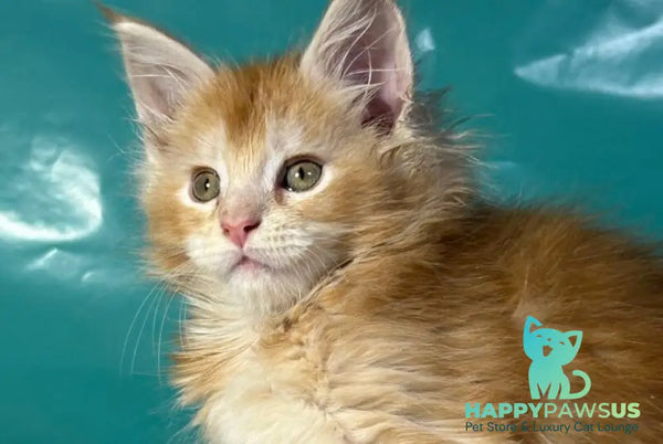 Amir Maine Coon polydactyl male red tabby with white - live animals