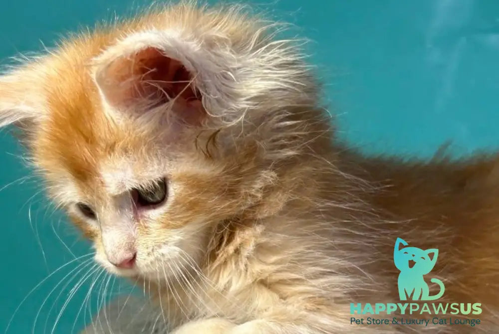 Amir Maine Coon polydactyl male red tabby with white - live animals