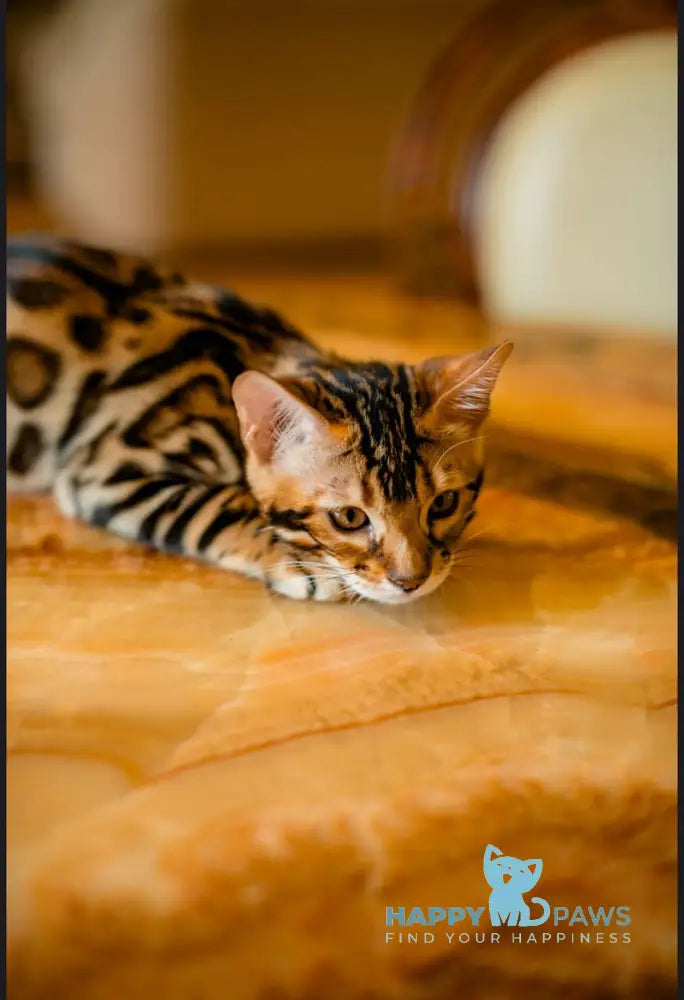 Amira Bengal female black spotted tabby live animals