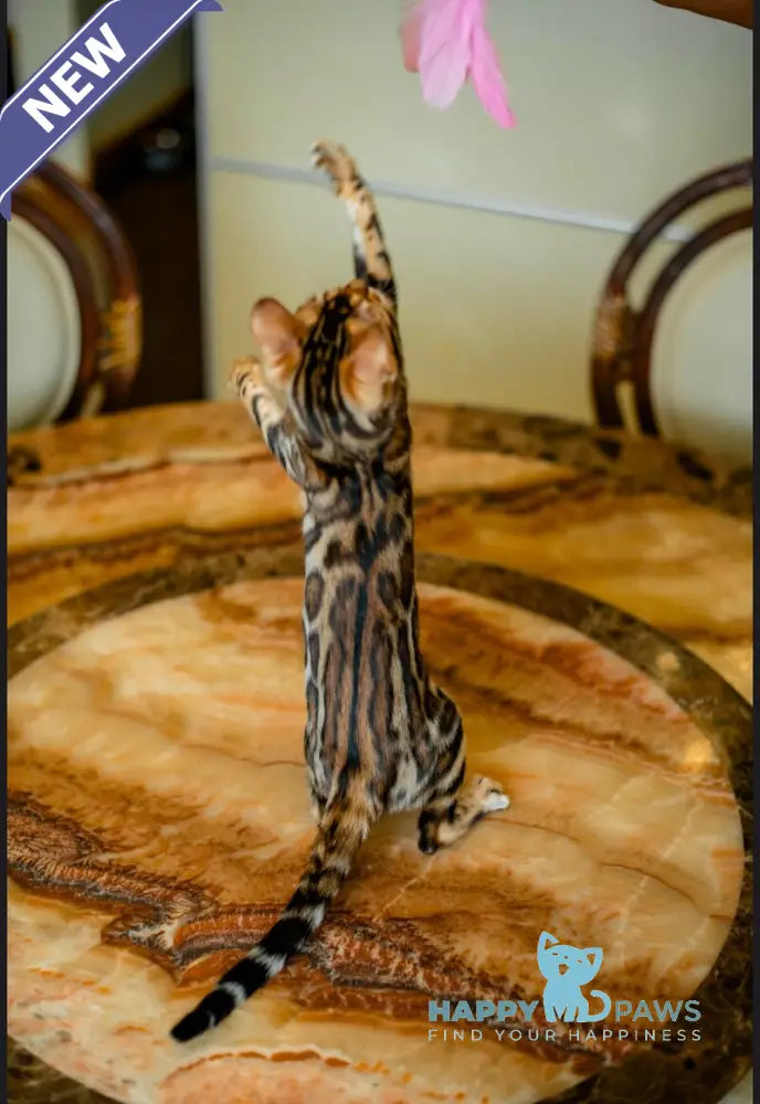 Amira Bengal female black spotted tabby live animals