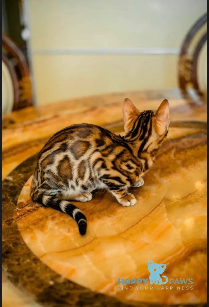 Amira Bengal female black spotted tabby live animals