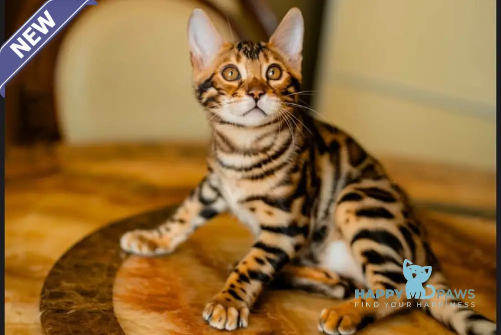 Amira Bengal female black spotted tabby live animals