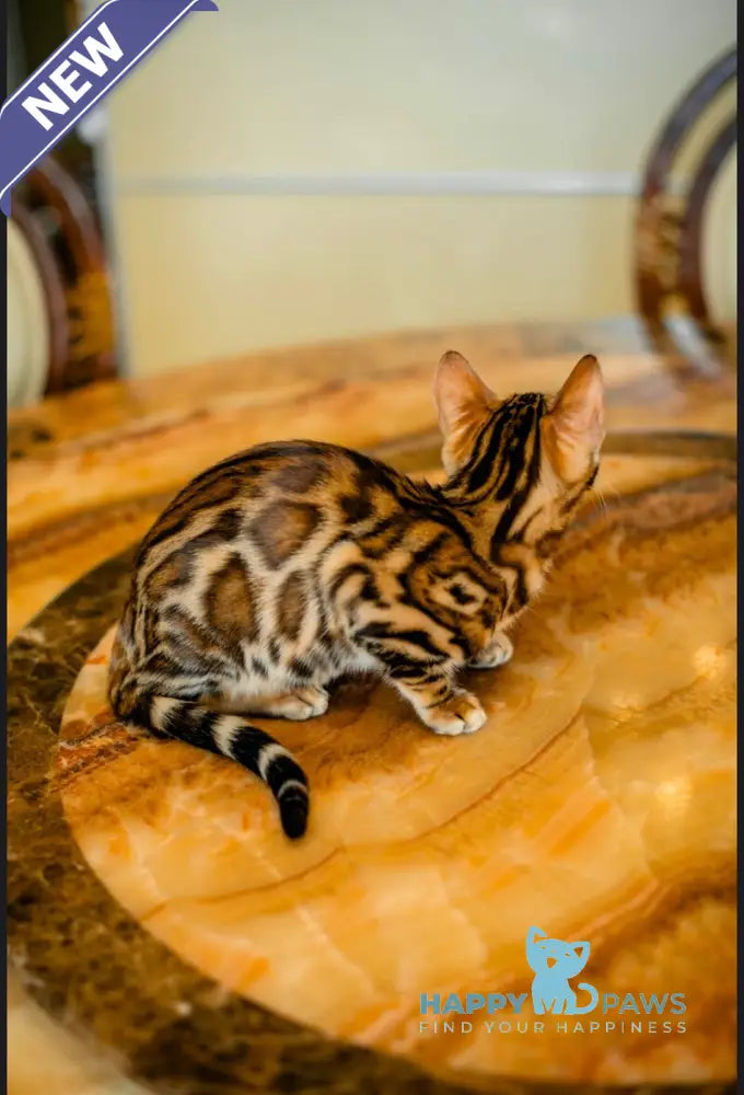 Amira Bengal female black spotted tabby live animals