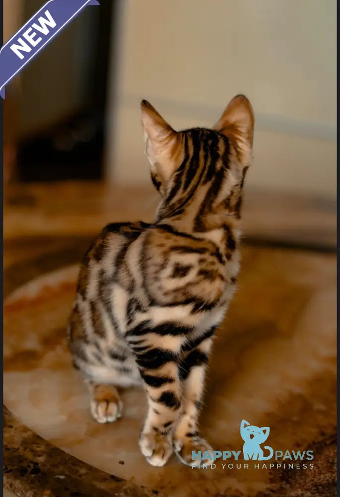 Amira Bengal female black spotted tabby live animals