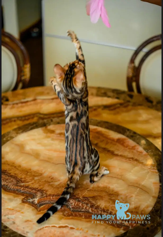 Amira Bengal female black spotted tabby live animals