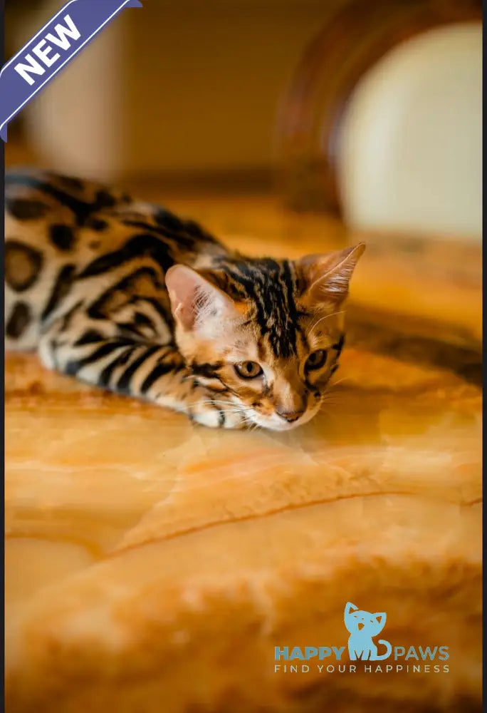 Amira Bengal female black spotted tabby live animals