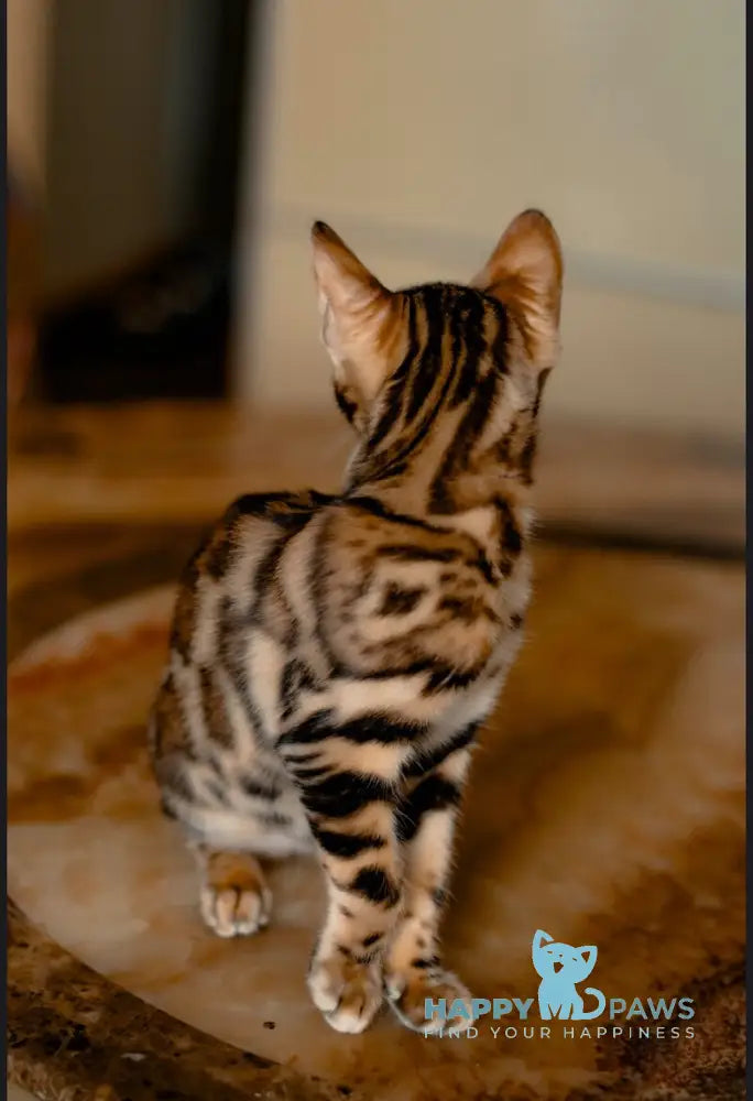 Amira Bengal female black spotted tabby live animals