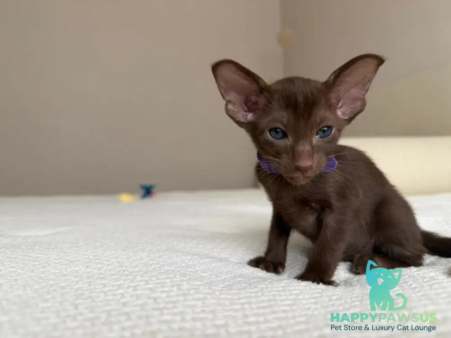Amira Oriental Shorthair female chocolate - live animals