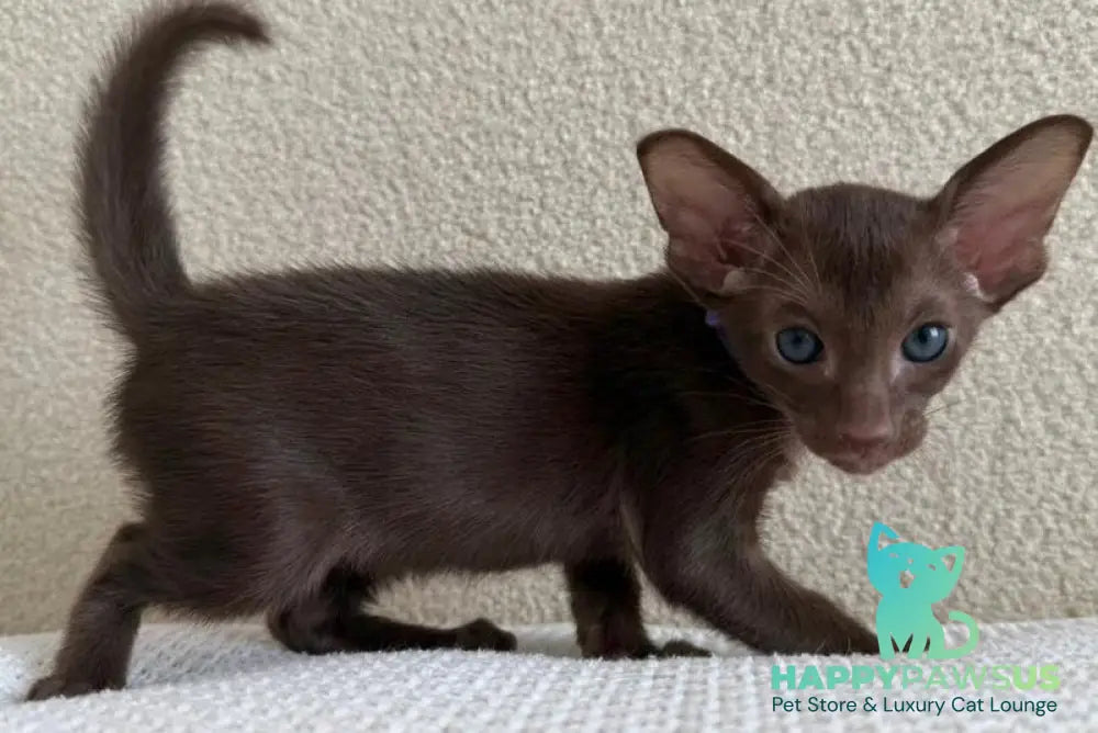 Amira Oriental Shorthair female chocolate - live animals
