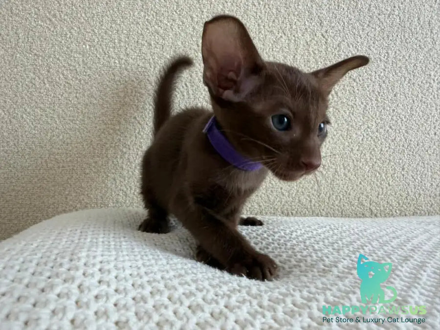 Amira Oriental Shorthair female chocolate - live animals