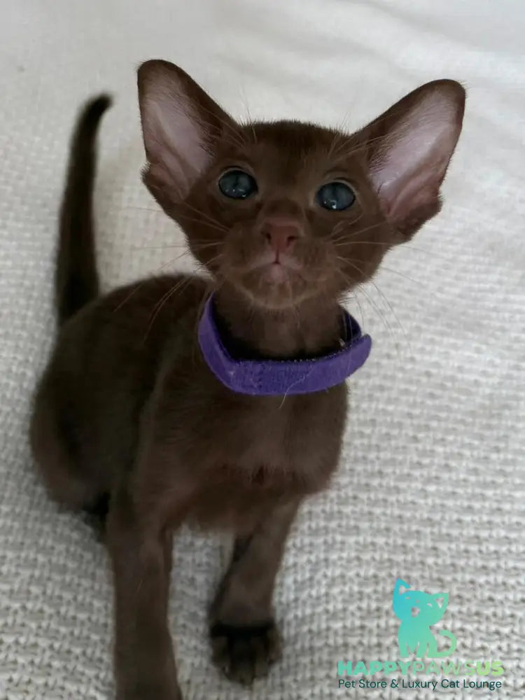 Amira Oriental Shorthair female chocolate - live animals