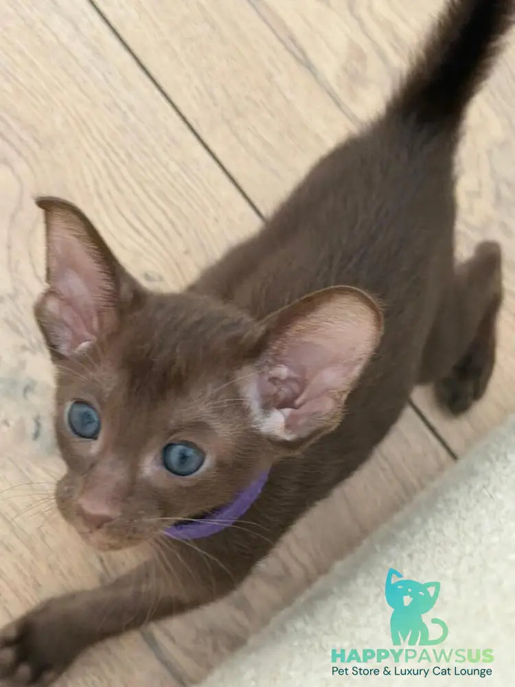 Amira Oriental Shorthair female chocolate - live animals