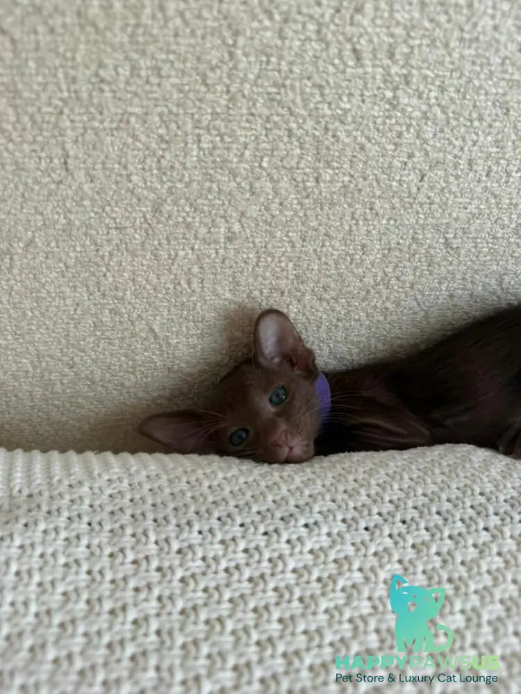 Amira Oriental Shorthair female chocolate - live animals