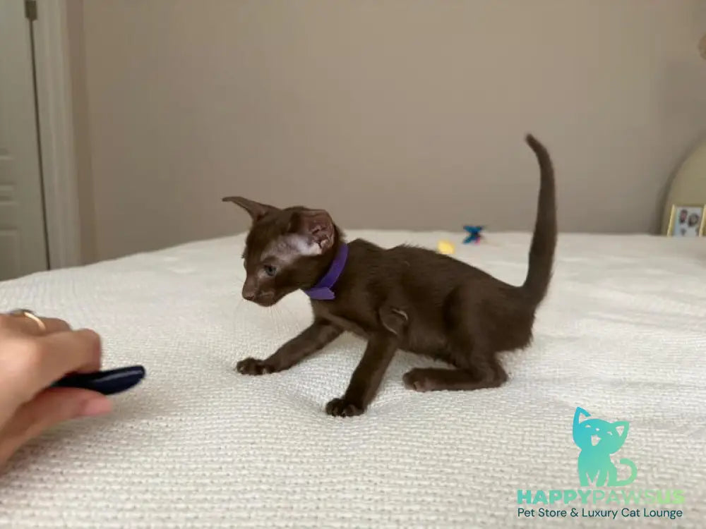 Amira Oriental Shorthair female chocolate - live animals