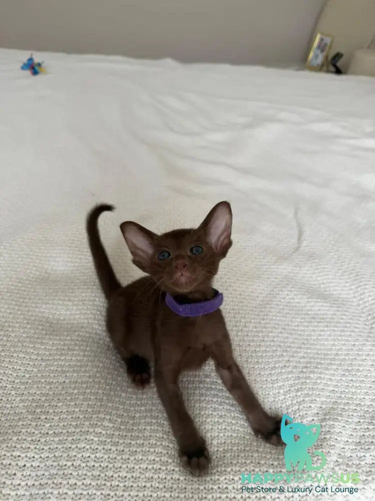 Amira Oriental Shorthair female chocolate - live animals