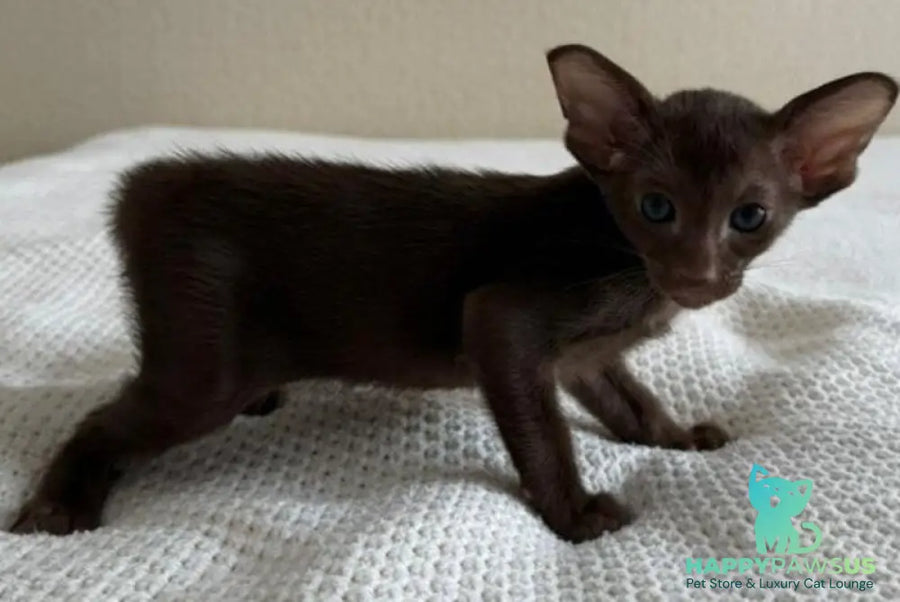 Amira Oriental Shorthair female chocolate - live animals
