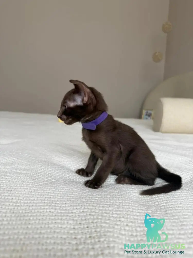 Amira Oriental Shorthair female chocolate - live animals