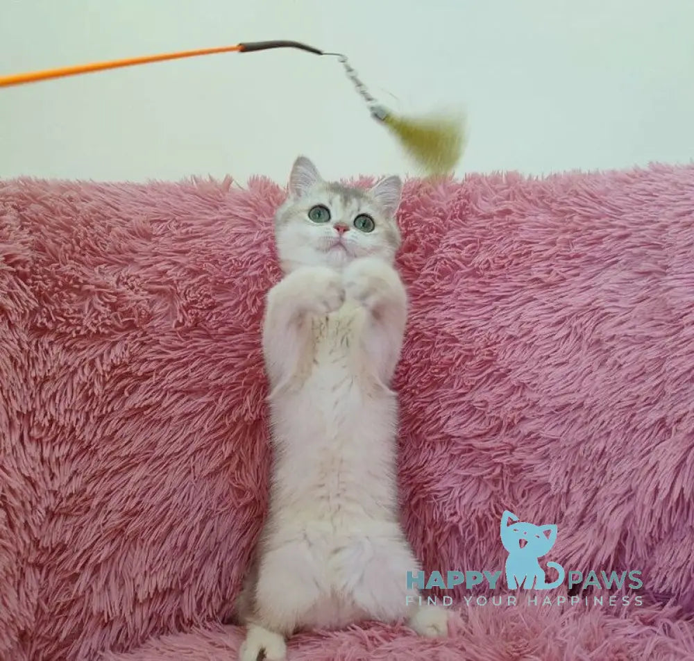 Amita British Shorthair female blue golden chinchilla live animals