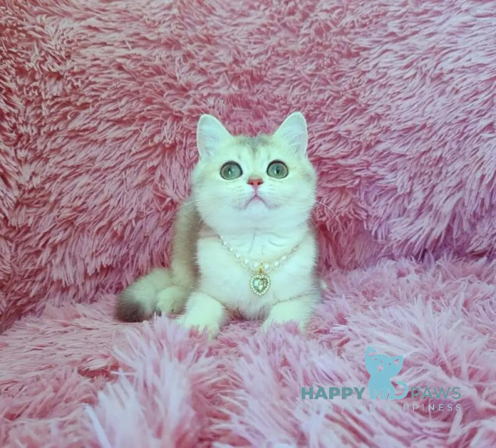Amita British Shorthair female blue golden chinchilla live animals