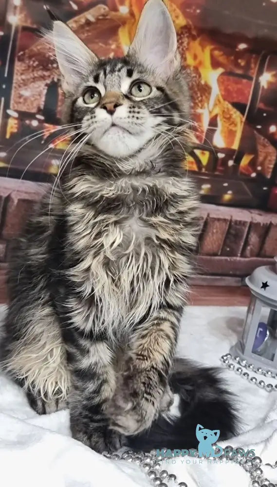 Amoris Maine Coon male black silver tabby live animals