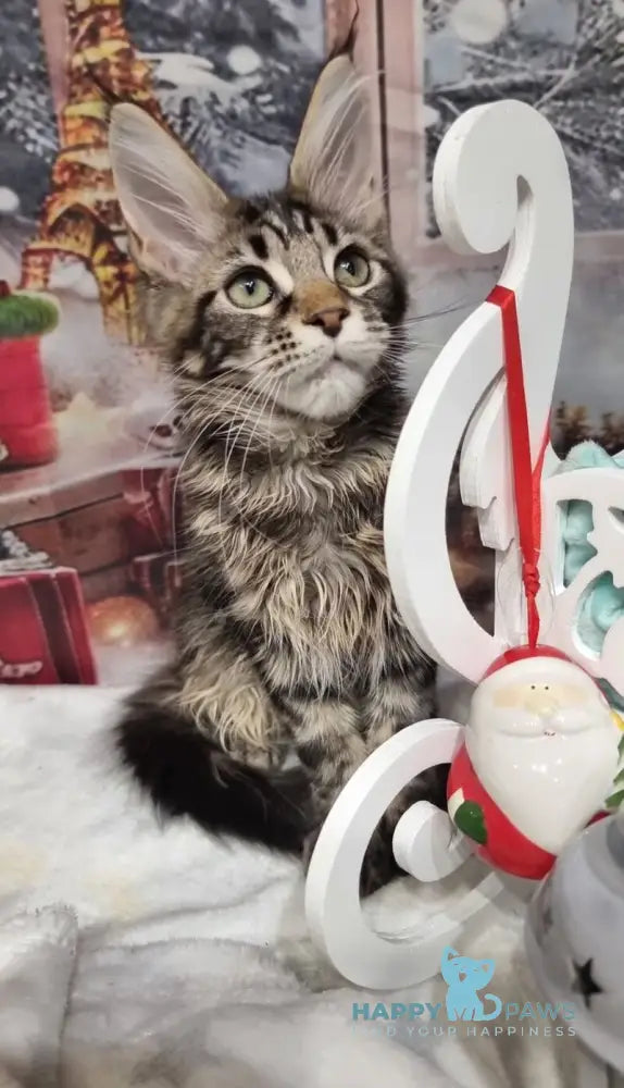 Amoris Maine Coon male black silver tabby live animals