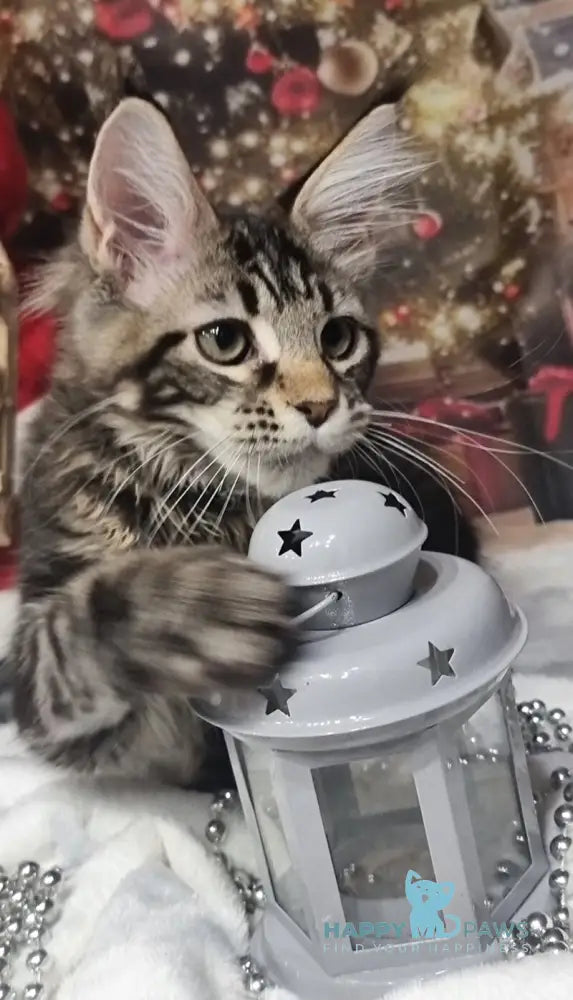 Amoris Maine Coon male black silver tabby live animals