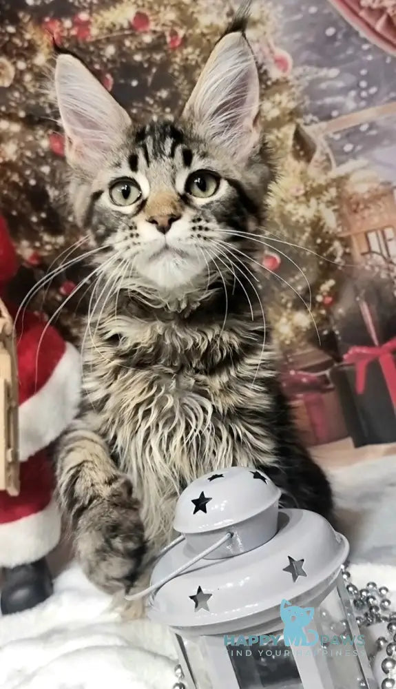 Amoris Maine Coon male black silver tabby live animals