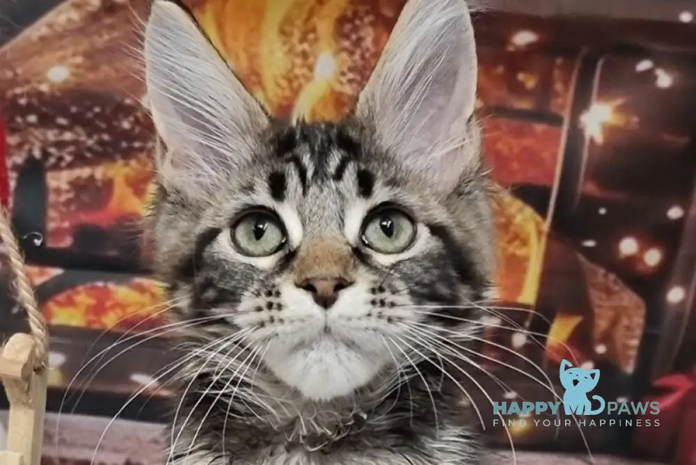 Amoris Maine Coon male black silver tabby live animals