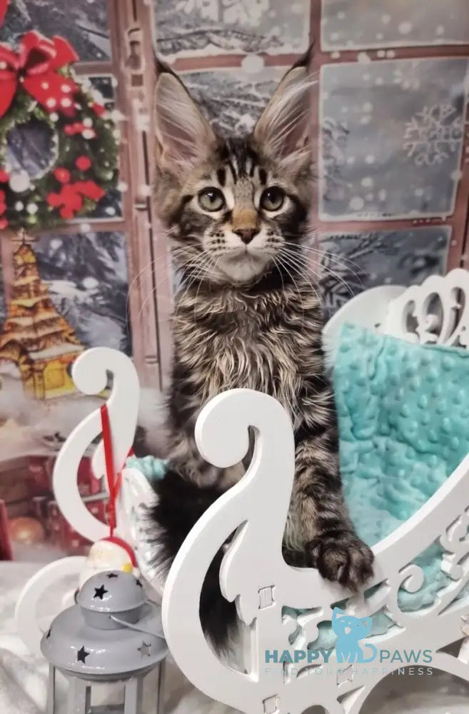 Amoris Maine Coon male black silver tabby live animals