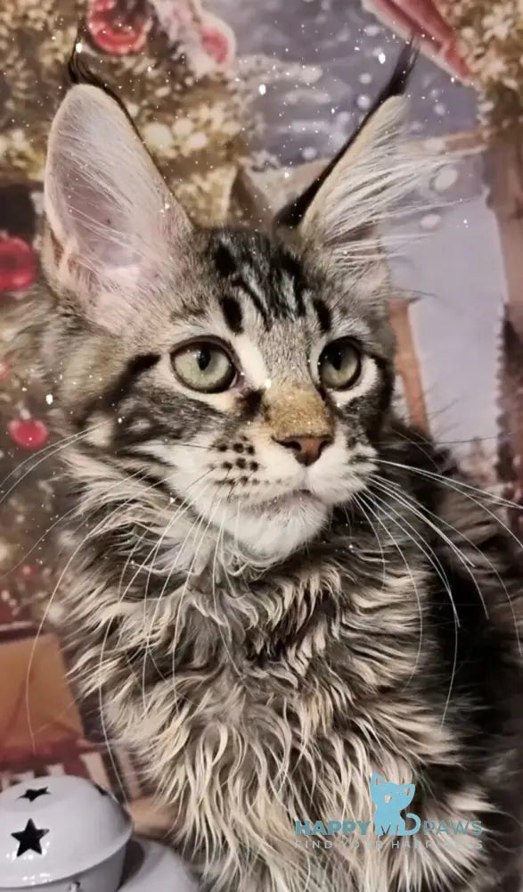 Amoris Maine Coon male black silver tabby live animals