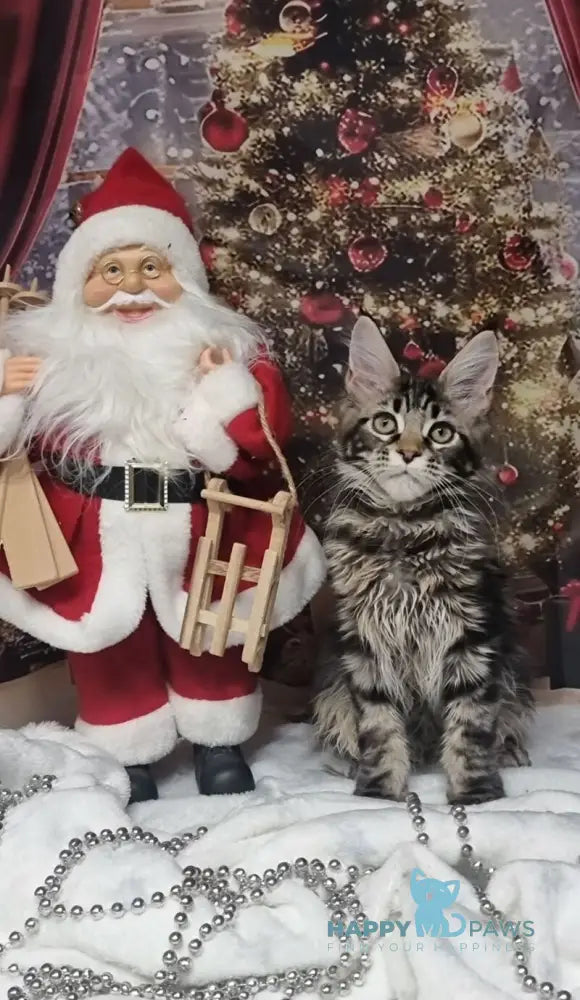 Amoris Maine Coon male black silver tabby live animals