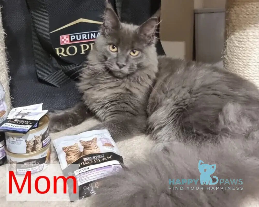 Amoris Maine Coon male black silver tabby live animals