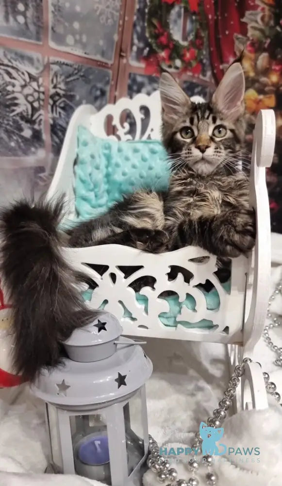 Amoris Maine Coon male black silver tabby live animals