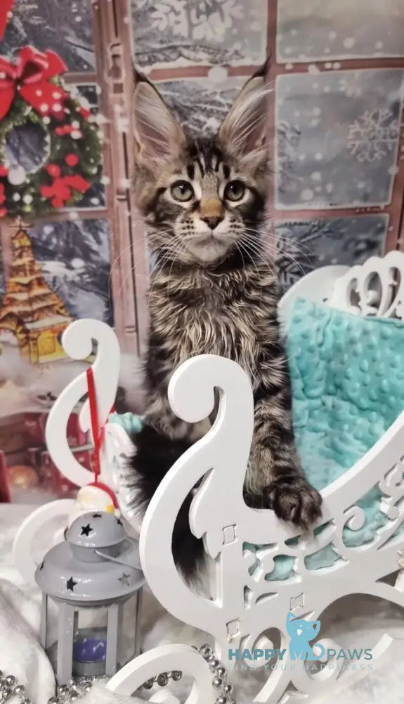 Amoris Maine Coon male black silver tabby live animals