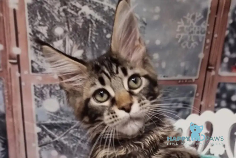 Amoris Maine Coon male black silver tabby live animals