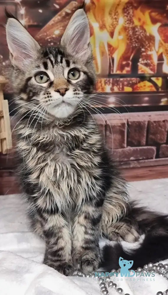 Amoris Maine Coon male black silver tabby live animals