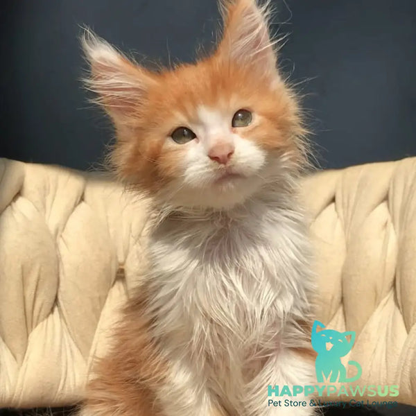 Amos Maine Coon male red bicolour - live animals