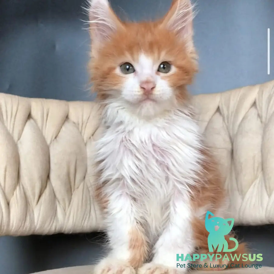 Amos Maine Coon male red bicolour - live animals