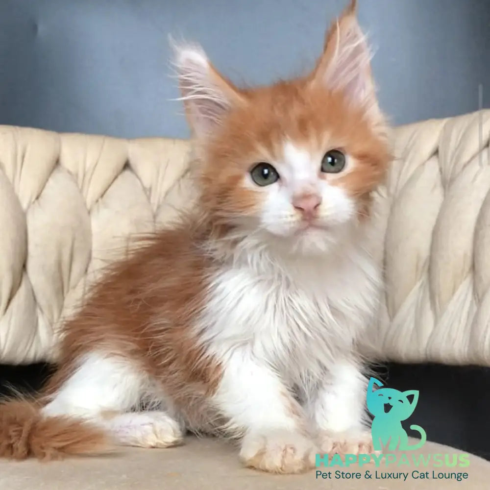 Amos Maine Coon male red bicolour - live animals