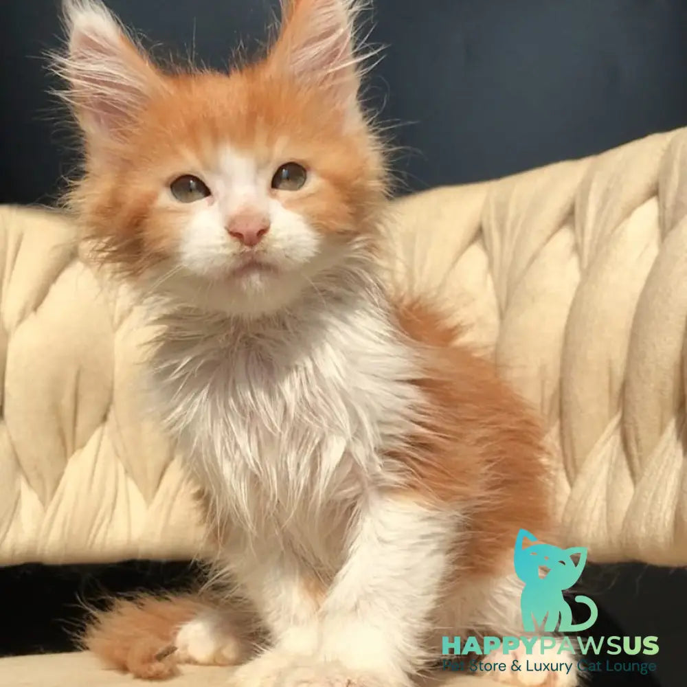 Amos Maine Coon male red bicolour - live animals