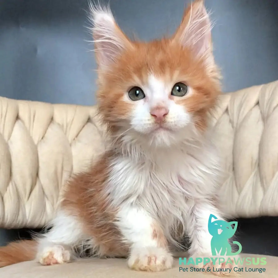 Amos Maine Coon male red bicolour - live animals