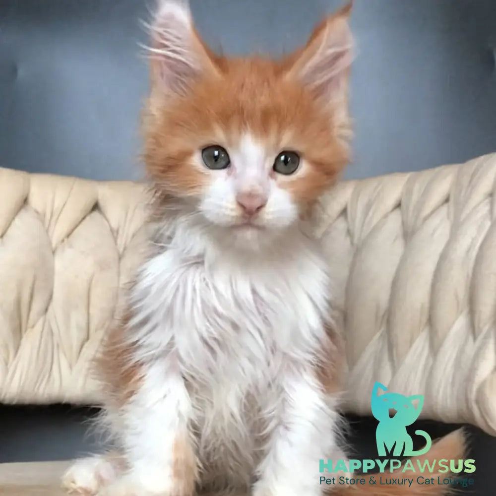 Amos Maine Coon male red bicolour - live animals