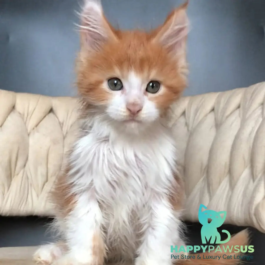 Amos Maine Coon male red bicolour - live animals