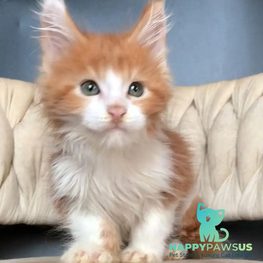 Amos Maine Coon male red bicolour - live animals
