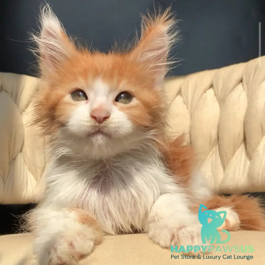 Amos Maine Coon male red bicolour - live animals