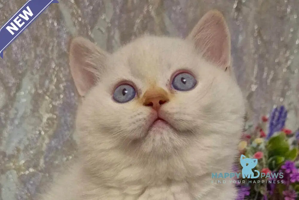 Amour British Shorthair male chocolate golden chinchilla pointed live animals